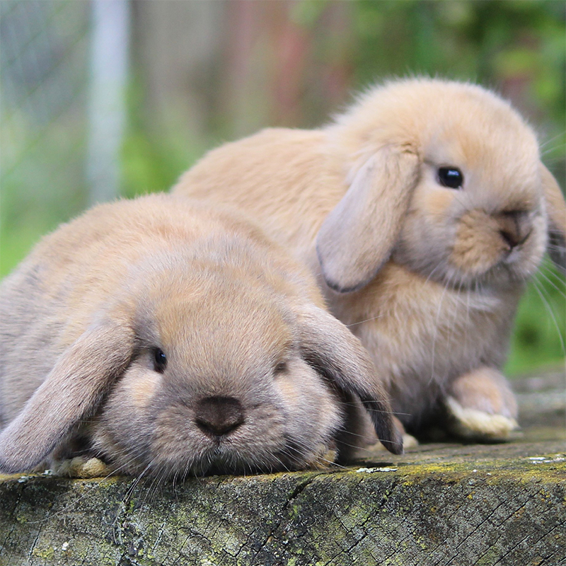 Two Majestic Rabbits