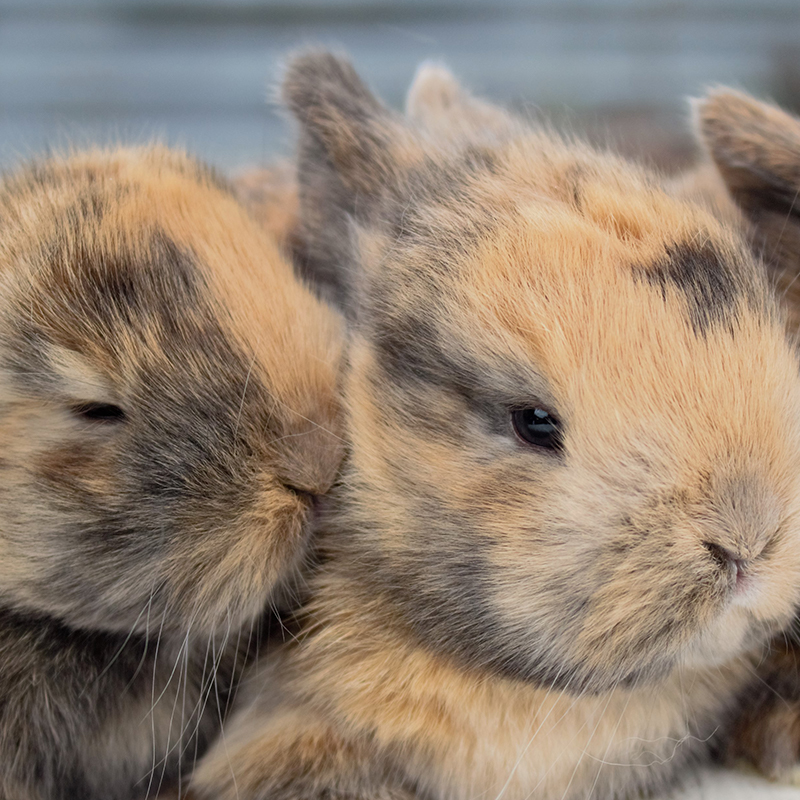 Two Majestic Rabbits