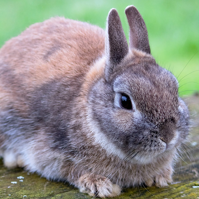 Two Majestic Rabbits