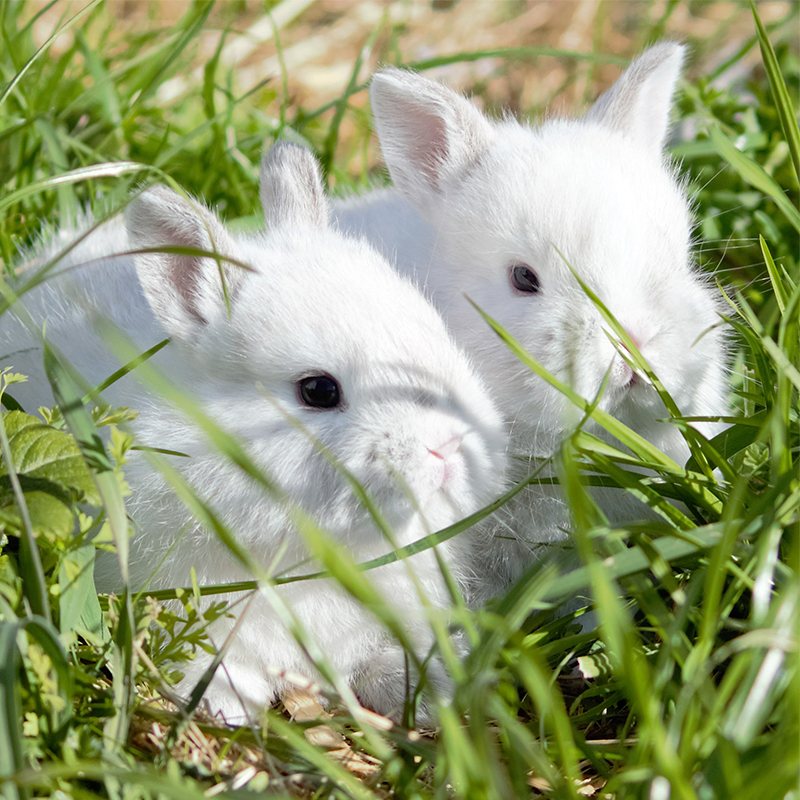 Two Majestic Rabbits